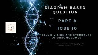 ICSE Class 10 Biology  Chromosome and Cell Division Explained  DiagramBased Question Part 4 [upl. by Ethan]