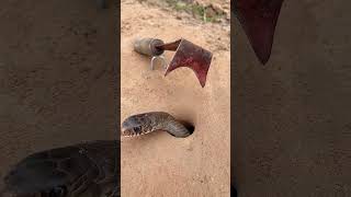 DIY Snake Trap using Sickle diy trap snake snaketrap animals wildlife pitfall shorts [upl. by Lorri360]