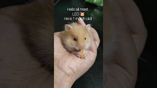 Meet LEO the cinnamon hamster 🐹 [upl. by Remde572]