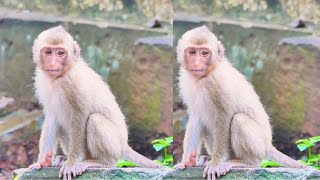 The SHOCKING Truth About Monkeys In The Wild [upl. by Adnema]