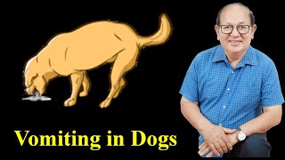 FirstAid of vomiting in dogs [upl. by Bores]