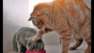 10 Menit Video Tingkah Lucu Kucing Bikin Ketawa Ngakak [upl. by Ademla571]