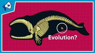 What is the Evidence for Evolution [upl. by Pogah]