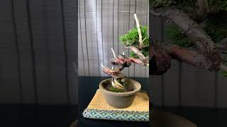 Semi Cascade Itoigawa Shimpaku Juniper Bonsai bonsai shorts [upl. by Ansell]