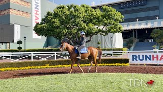 Could Zilkha Be the One Zenyattas Youngest Daughter Shows Promise at Shirreffs Barn [upl. by Baiss]