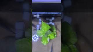 Aquarium planted tank set up  simple tips  Aqua scape for beginners plantedtank plantedaquarium [upl. by Mide]