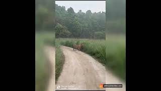 Ptr pilibhit tiger reserve recent sightings creditsaleem bhai [upl. by Bent]