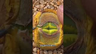 Living stone flowerLithops planting DIY [upl. by Hanikahs]