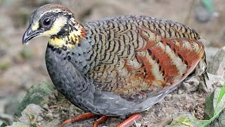 Taiwan partridge Arborophila crudigularis closeup view [upl. by Wallraff]