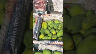 Mouth Watering mango summerfruits  delicious mangoes [upl. by Tala]