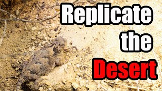 Replicate the Desert  How to Arid Enclosure Setup for Desert Horned Lizards [upl. by Chafee]