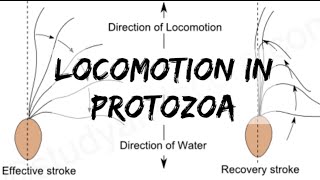 Biology  Phylum Protozoa  Locomotion in Protozoa [upl. by Alemrac420]