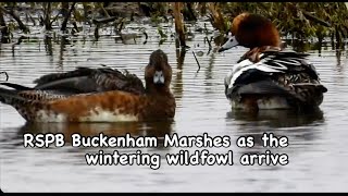 RSPB Buckenham Marshes as the wintering wildfowl arrive [upl. by Kiefer179]