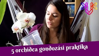 Orchidea gondozása  5 praktika ami segíti az orchideák fejlődését [upl. by Dorlisa]