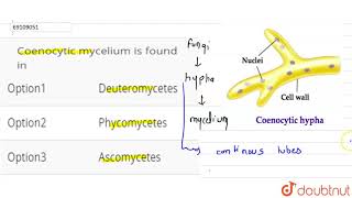 Coenocytic mycelium is found in [upl. by Salahi]