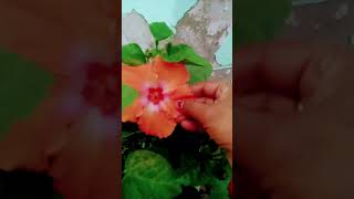 Dosti hai gudhal ka phool aap logon Ko kaisa laga please bataiyega comment mein [upl. by Patman]