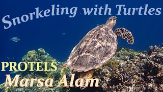 Snorkeling with turtles on the house reef of the Protels Crystal Beach Resort  Marsa Alam Egypt [upl. by Philippa345]