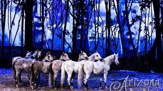 Cavalia Odysseo Preview in Arizona [upl. by Fayina]