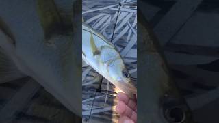 snook slams NLBN 3 inch paddletail swimbait canal fishing brackish water florida fishing channel [upl. by Nomae730]