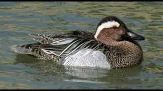 Garganey Bird Call Bird Song [upl. by Oribelle]