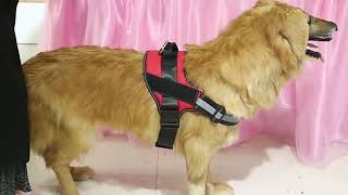 Dog Harness NO PULL Reflective Breathable Adjustable Pet Vest [upl. by Keven]