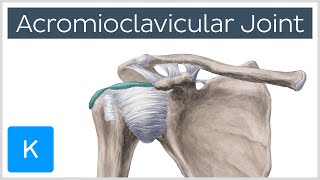 Acromioclavicular Joint  Location amp Function  Human Anatomy  Kenhub [upl. by Gem614]