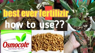 Osmocote fertilizer how to useeffective fertilizer nga ba talagaPricelessPH [upl. by Cirdla]