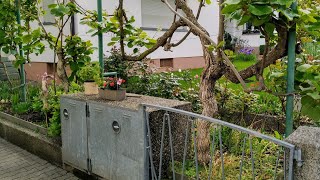 Old Kiwi Actinidia deliciosa Vines in Leutershausen  Germany [upl. by Neelrihs]