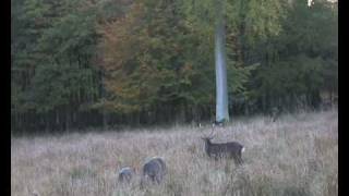 Rutting Sika Deer Denmark 2008 [upl. by Grassi]