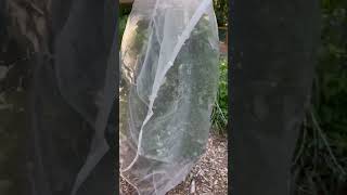 Protect Your Blueberries from Birds with Mesh Bags Easy and Effective Garden Hack [upl. by Haskel]