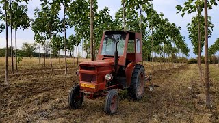 Paulownia in Romania  Am arat cu tractorul U445 [upl. by Kohn]