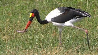 Saddlebilled Stork Hunting [upl. by Vallery]