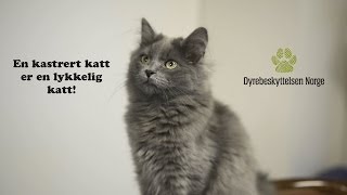 En kastrert katt er en lykkelig katt [upl. by Aztinad673]