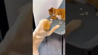 Cat vs Dog [upl. by Jacobo]