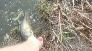 Farm Pond BASS Fishing March 2024 Short [upl. by Aikahc]