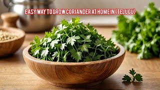 I Tried the Home Growing Method for Coriander [upl. by Ness]