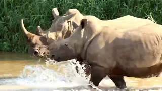 HluhluweImfolozi Park White Rhinos in the River [upl. by Ellan750]