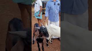 ഇത് നാടൻ മുട്ടനാട് shorts chattipparambchantha goatfarming cow buffallo pets [upl. by Robi]