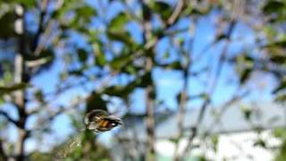 Hoverfly high speed camera [upl. by Llennoj]