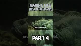 Marine Life Adaptations part 4 shorts [upl. by Irehj398]