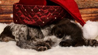 Wirehaired Pointing Griffon vs German Wirehaired Pointer Which is Right for You [upl. by Atiuqin]