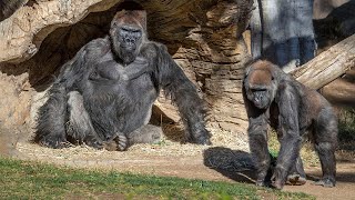 Gorillas test positive for coronavirus at San Diego Zoo Safari Park  ABC7 [upl. by Ijnek]