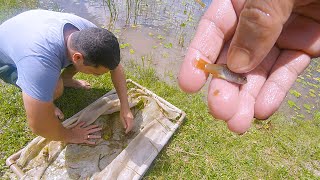 PESCA DE PENEIRA  PEGANDO PEIXES DE AQUÁRIO [upl. by Amlas]