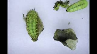 Metamorphosis Io Moth Caterpillars Pupate [upl. by Bat]