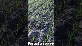 Pszenzyto stelvio rolnik amt farming rolnictwo agriculture gospodarstwo farm [upl. by Arahset]