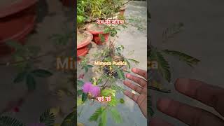 छुई मुई mimosa pudica छूते ही पत्तियां बंद mimosapudica छुईमुई [upl. by Llener341]