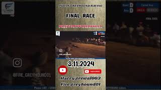 Final raceBREZZAvsDRAKULLA Date3112024 petsvlog greyhounddog doglover viralshort dog [upl. by Nhar]