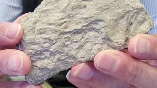 Sedimentary Rocks Limestone [upl. by Oine]