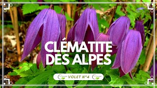 La clématite des Alpes Clematis alpina Astragène clematis clématites vegetosphere [upl. by Sollows861]