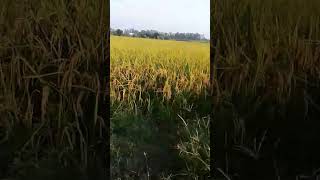 Agricultural from kheti kisani hindi song Vijay09wg7wd [upl. by Aserahs]